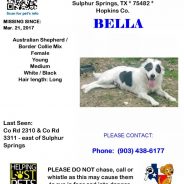 Bella Is Missing; Your Help Needed