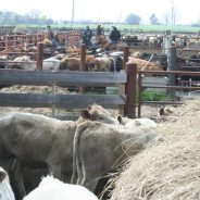 NETBIO Cattle Sale Sets Records; Begins Relief Fund for Wildfire Victims