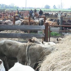 NETBIO Cattle Sale Sets Records; Begins Relief Fund for Wildfire Victims