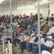 NETBIO Holds Big Sale