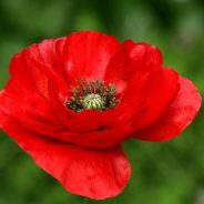 Mayor Proclaims Friday, May 26, 2017 Red Poppy Day