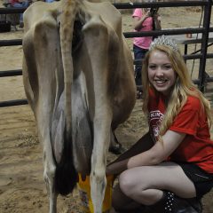 Video: Dairy Festival Cow Milking Contest