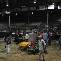 Junior Dairy Show