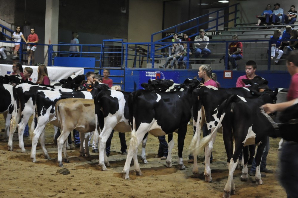 Dairy fest 65