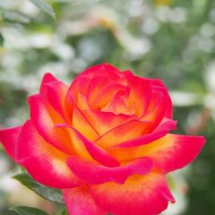 Pruning Most Roses In Mid-February Produces Healthier, Larger More Attractive Bushes