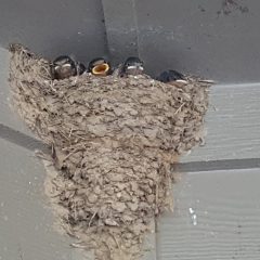 An Inside Look at Barn Swallows: How They Do Their Part