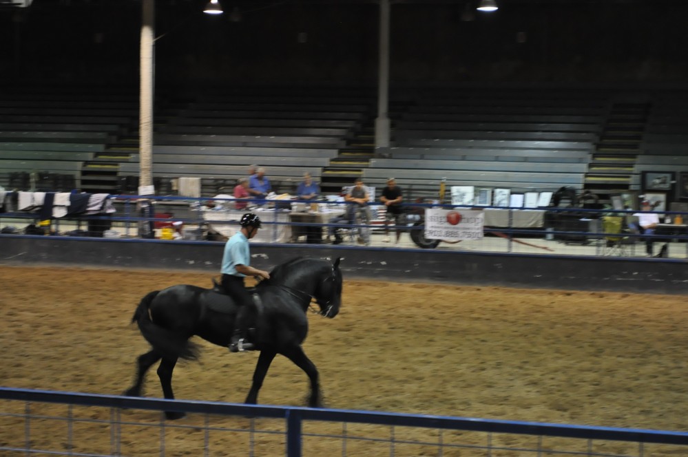 Dressage clinic and show13