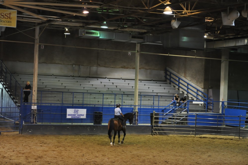 Dressage clinic and show14