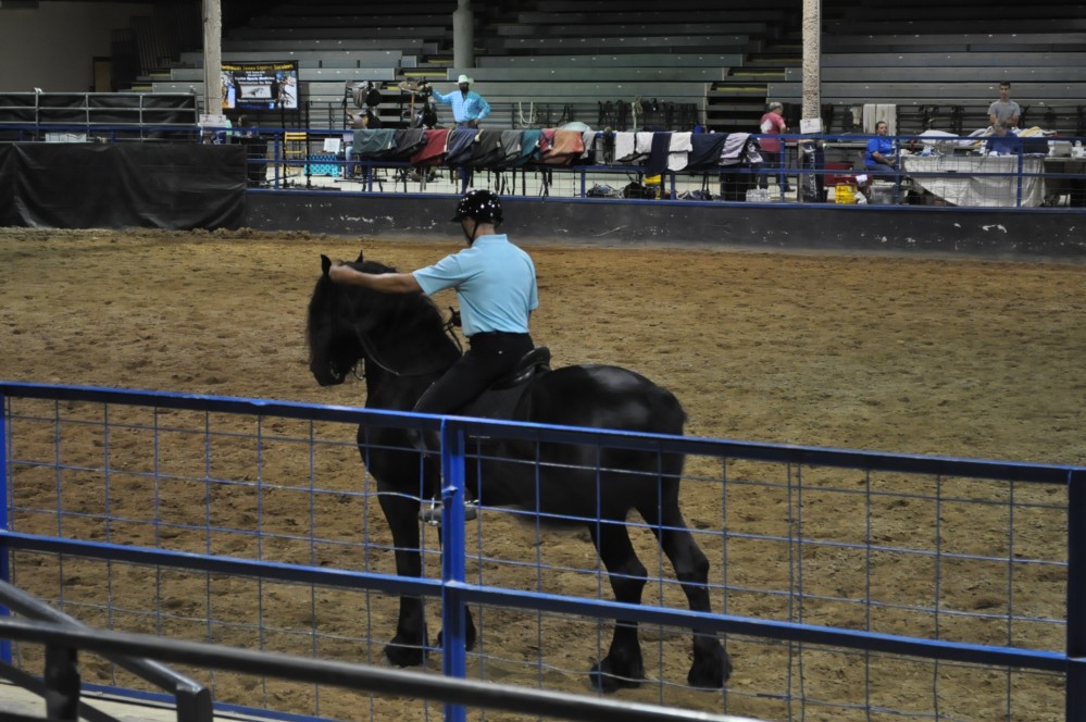 Dressage clinic and show16