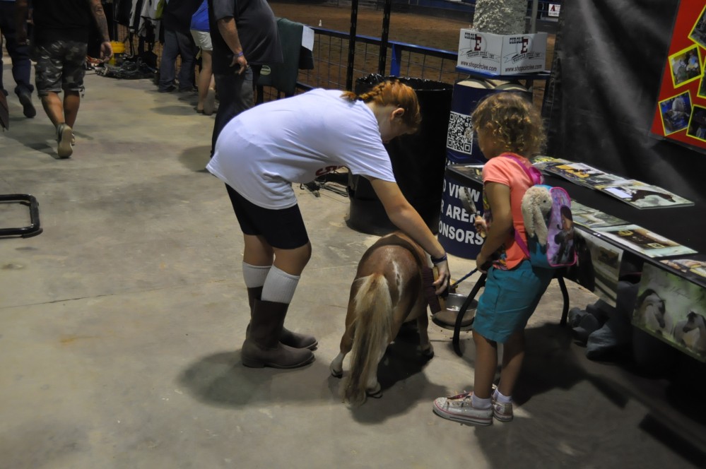 Dressage clinic and show19