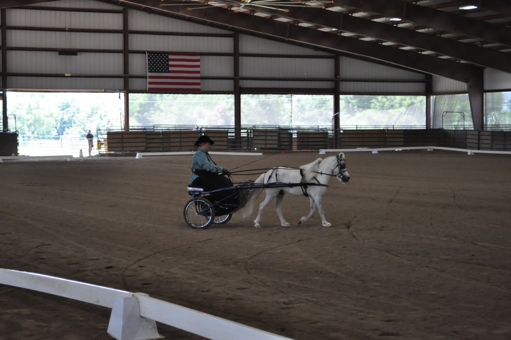 Dressage clinic and show35