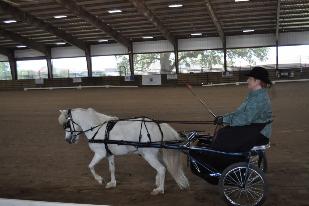 Dressage clinic and show36