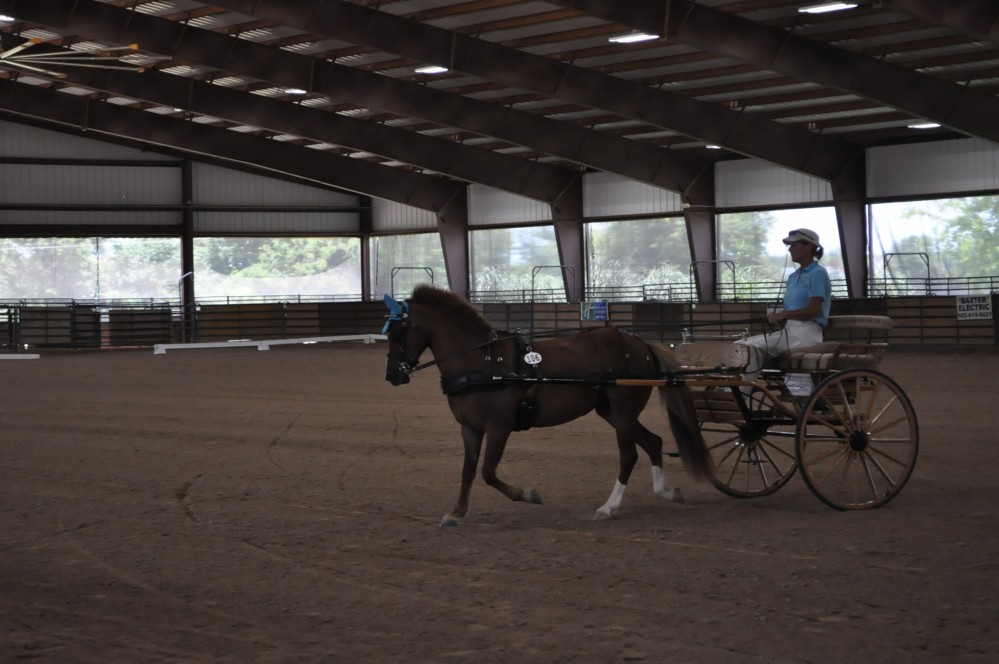Dressage clinic and show39