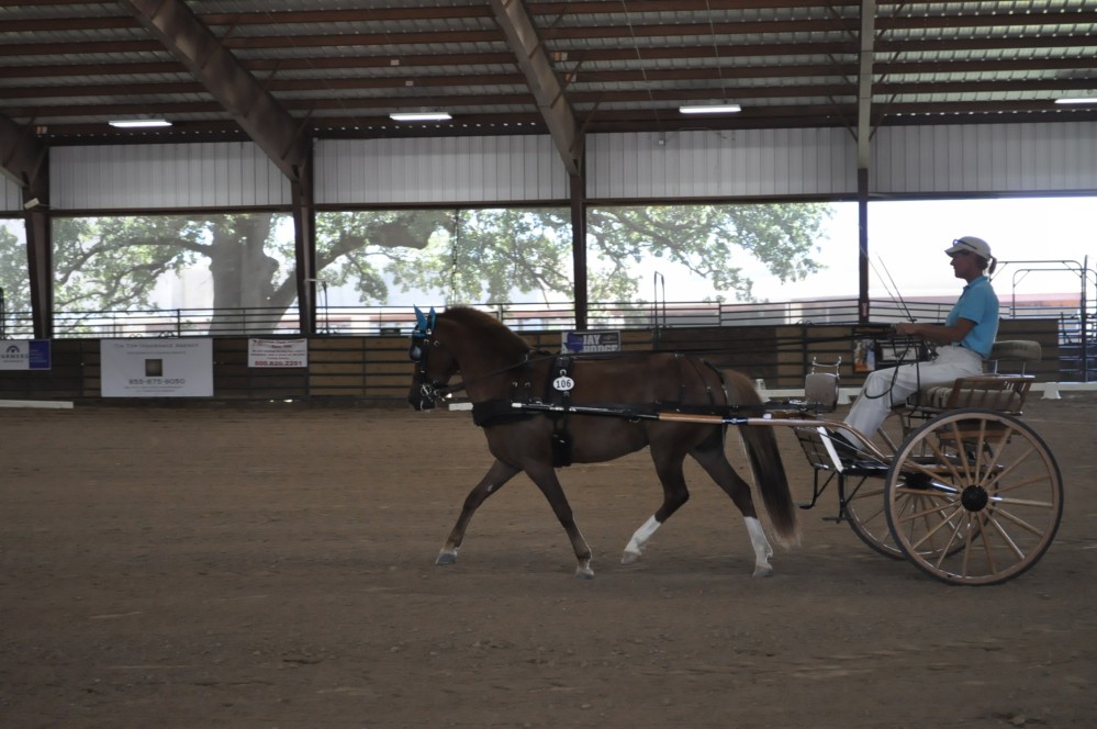 Dressage clinic and show40