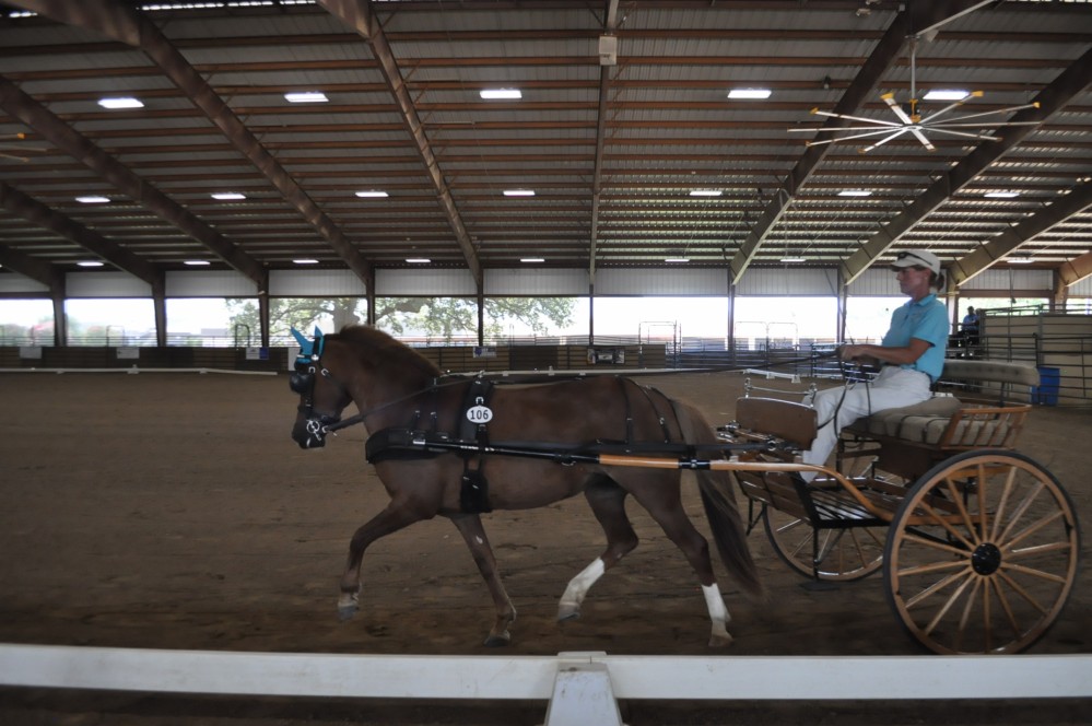 Dressage clinic and show41