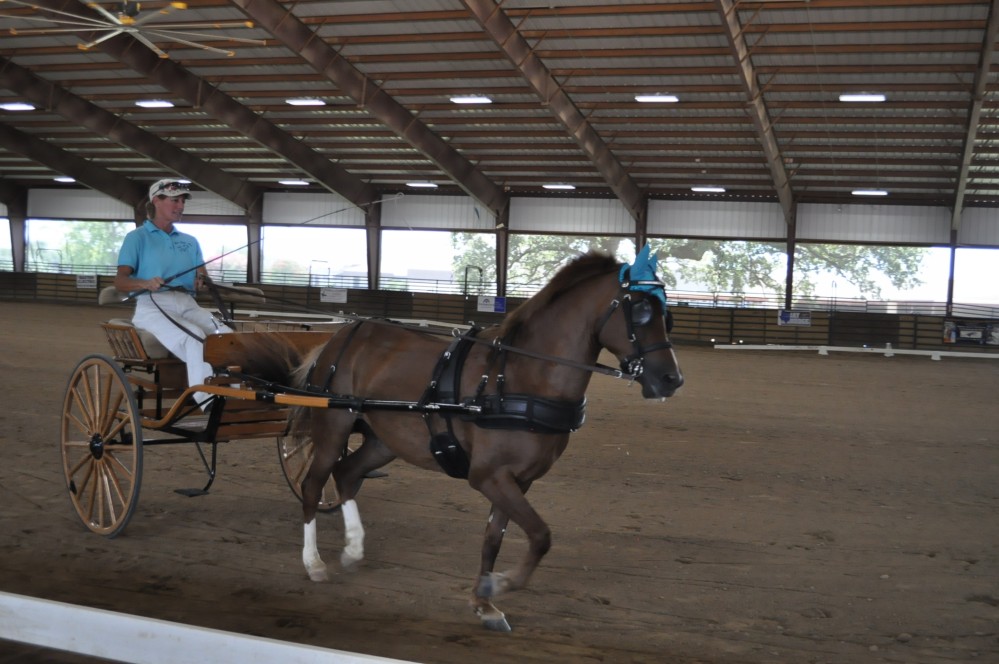 Dressage clinic and show43