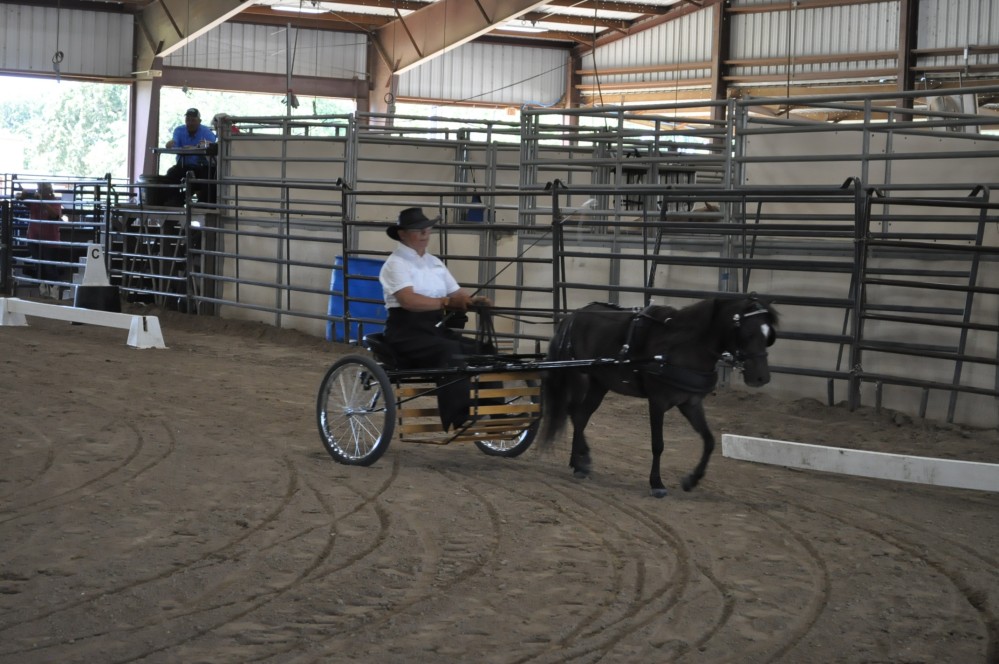 Dressage clinic and show44