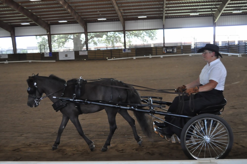 Dressage clinic and show45