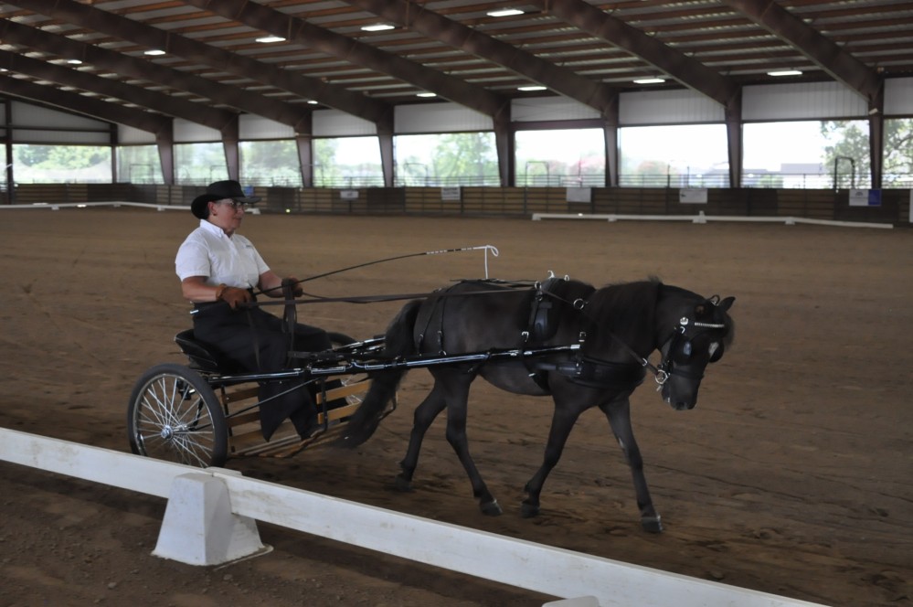 Dressage clinic and show46