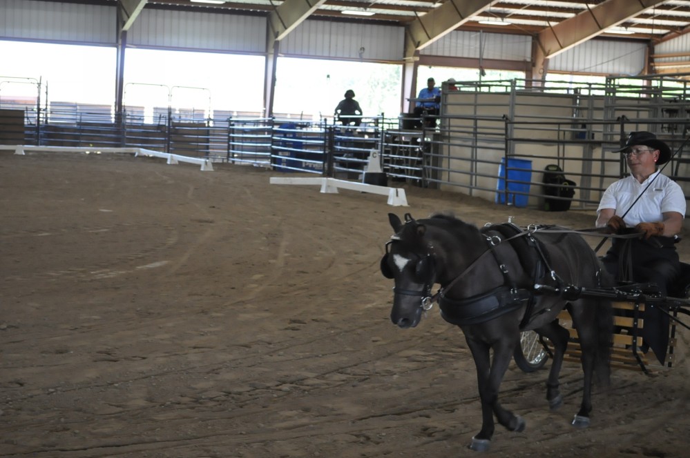 Dressage clinic and show47