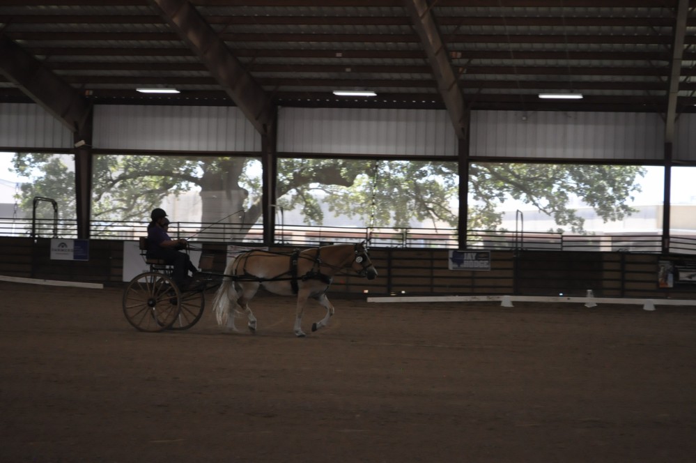 Dressage clinic and show48