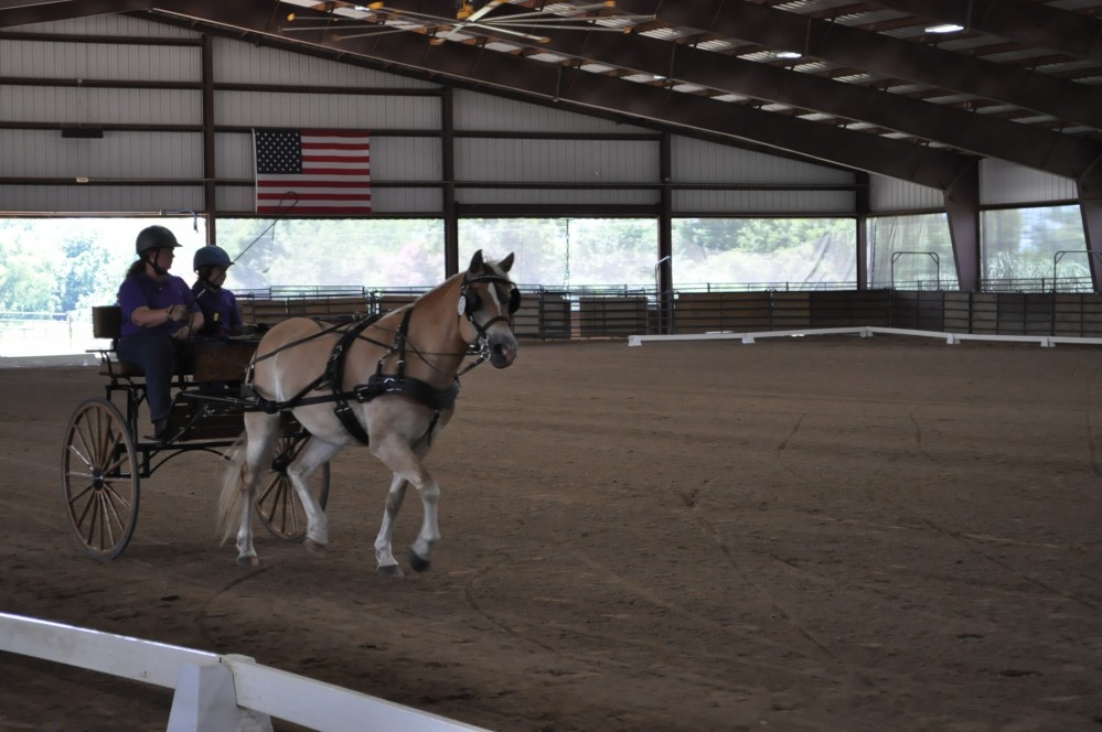 Dressage clinic and show49