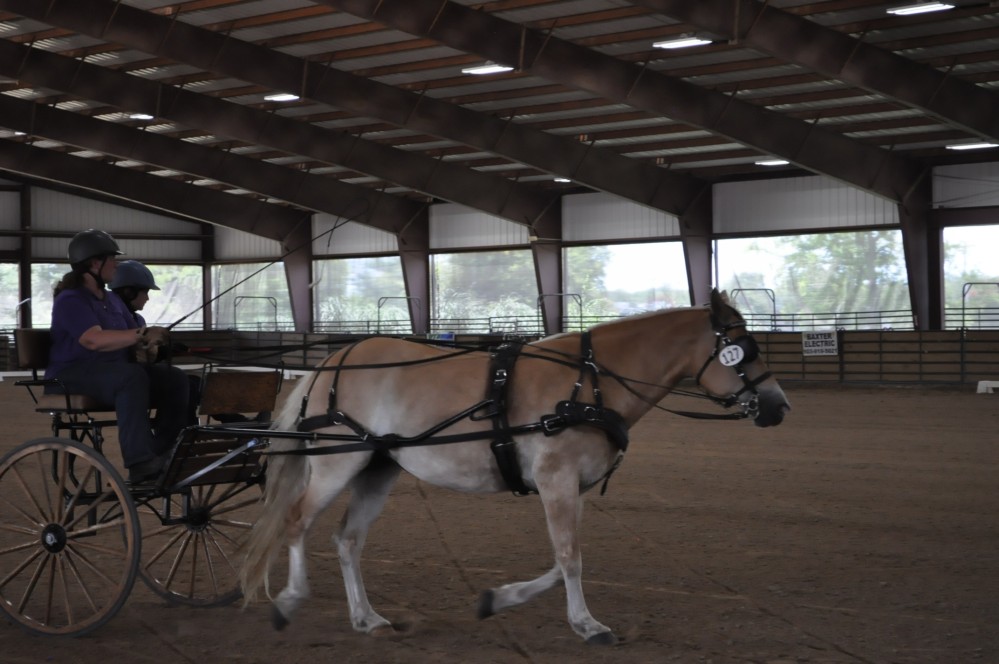 Dressage clinic and show50