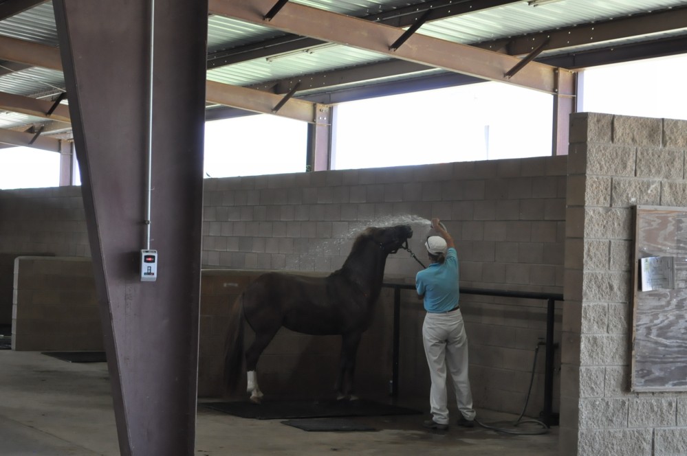 Dressage clinic and show51