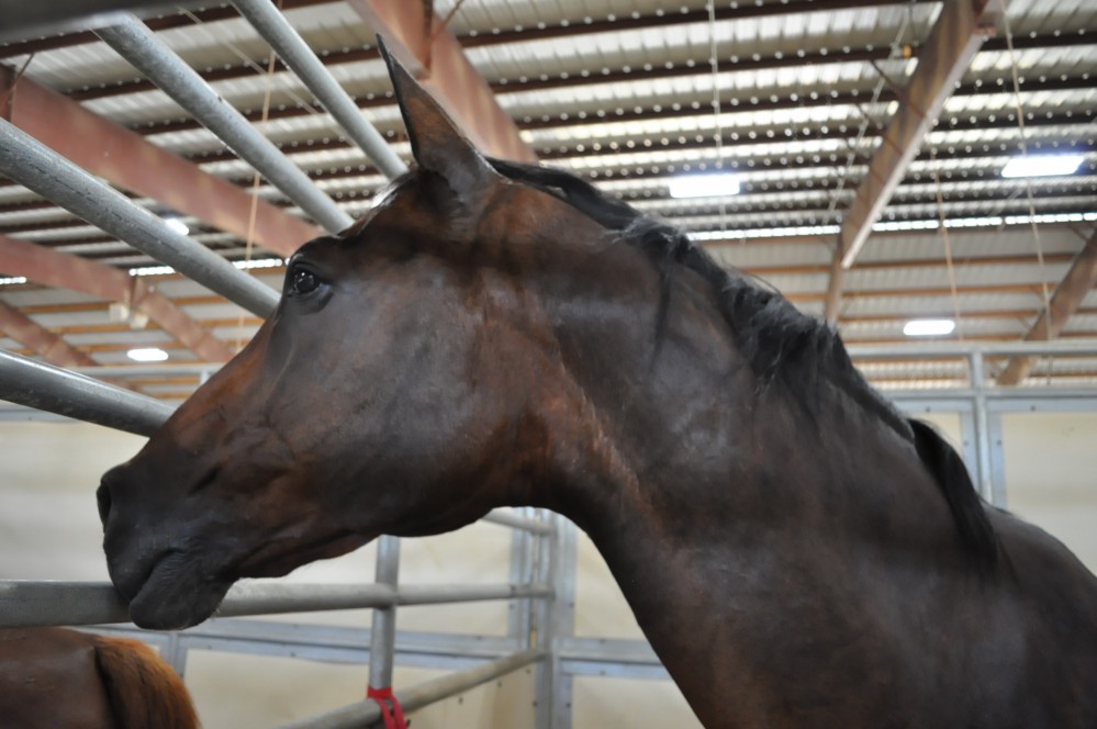 Dressage clinic and show52