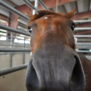 Dressage for a Cause – Benefiting Shadow Ranch
