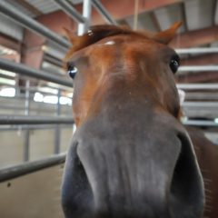 Dressage for a Cause – Benefiting Shadow Ranch