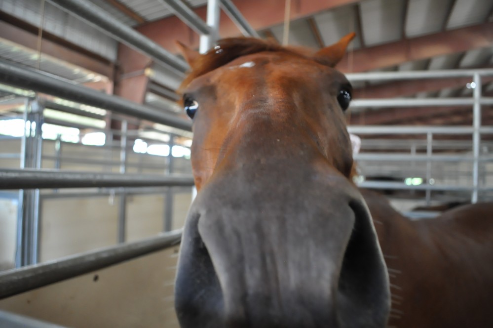 Dressage clinic and show53