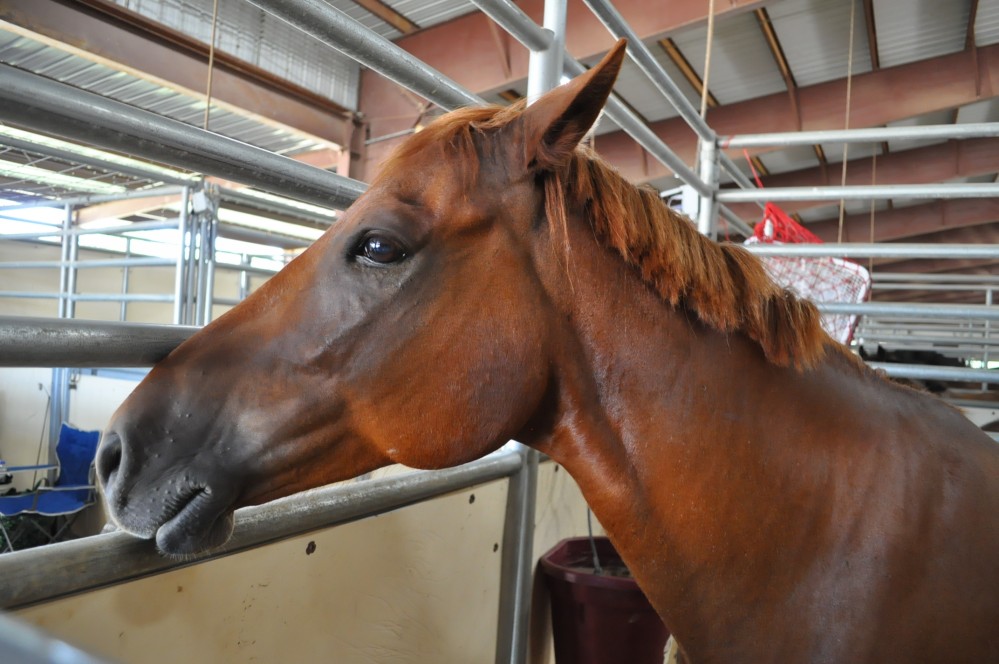 Dressage clinic and show54