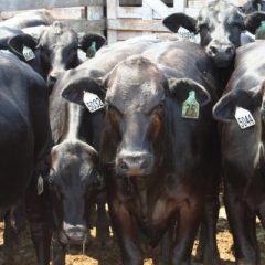 NETBIO July Sale Draws Producers From Neighboring States