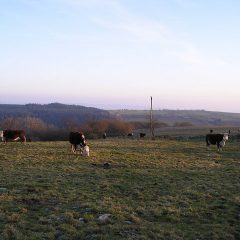 Winter Grazing Program Set for August 24th in Overton