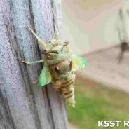 Texas Cicada