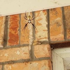 We Know How to Grow ’em