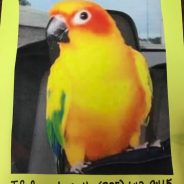 Couple Traveling Through Sulphur Springs Lost Their Pet, “Tootsie”