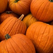 Shannon Oaks Church Pumpkin Patch: Now Open