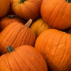 Who’s Getting a Pumpkin Patch in Sulphur Springs?
