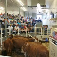 NETBIO September Sale Averaged Over $900 Per Head