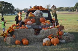 Now is the Time To Plant Halloween Pumpkins