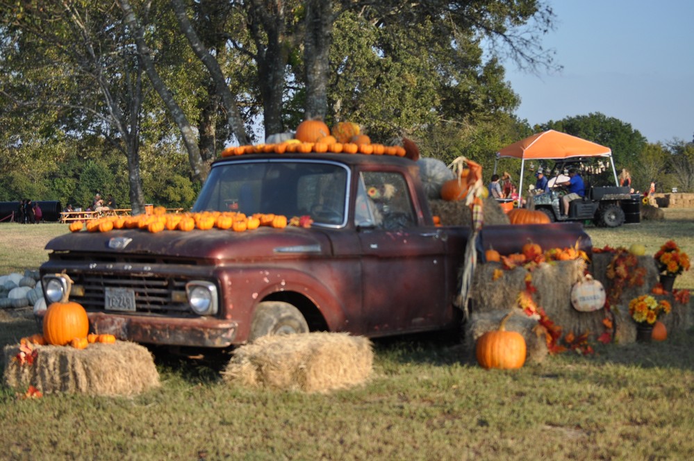 Shannon Oaks Pumpkin Patch7