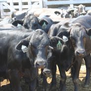 5,634 Head Sells at Second November NETBIO Sale