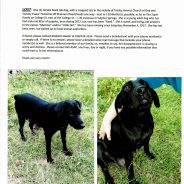 Owner Wants to Find Lost Dog