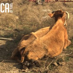 SPCA, Hopkins County Sheriff Seize Over 200 Head of Starving Cattle