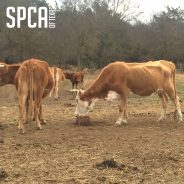 Settlement Reached in Custody of Seized Cattle; Press Conference Held Wednesday Morning
