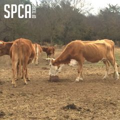 Settlement Reached in Custody of Seized Cattle; Press Conference Held Wednesday Morning