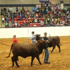 SS FFA Team Leaves Mark at Ft Worth Stock Show, Now Heads to Houston