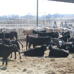 NETBIO Logs Another Good Sale Despite Cold Weather